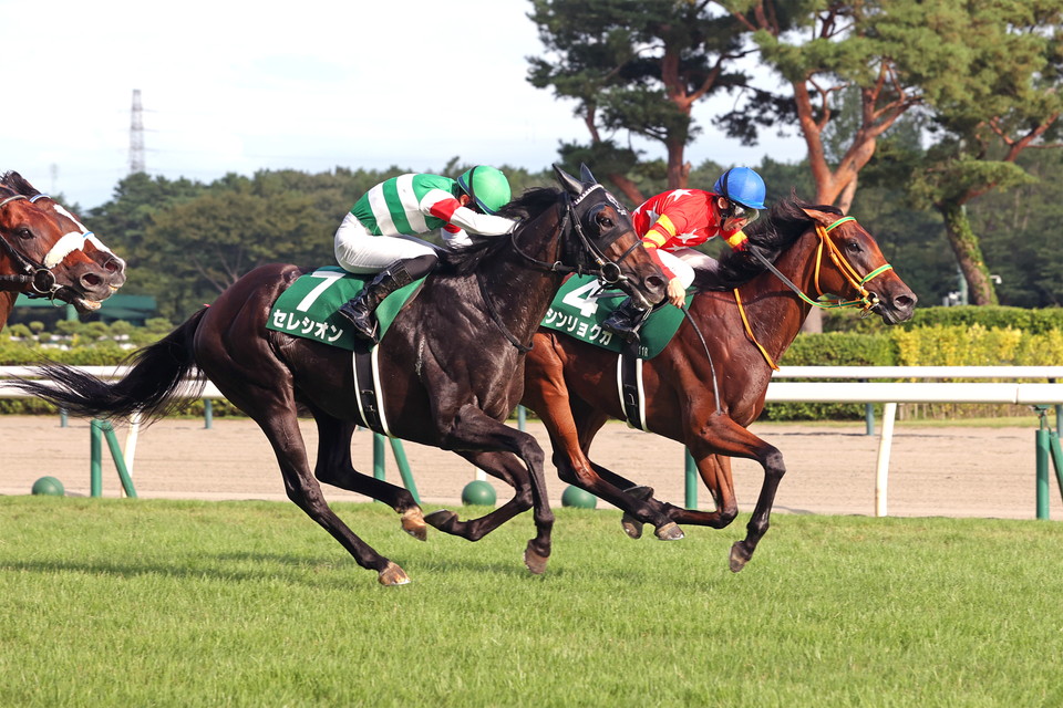 『中央競馬全レース中継/パドック中継』