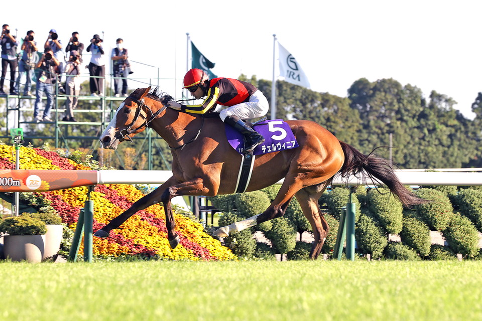 『中央競馬全レース中継/パドック中継』