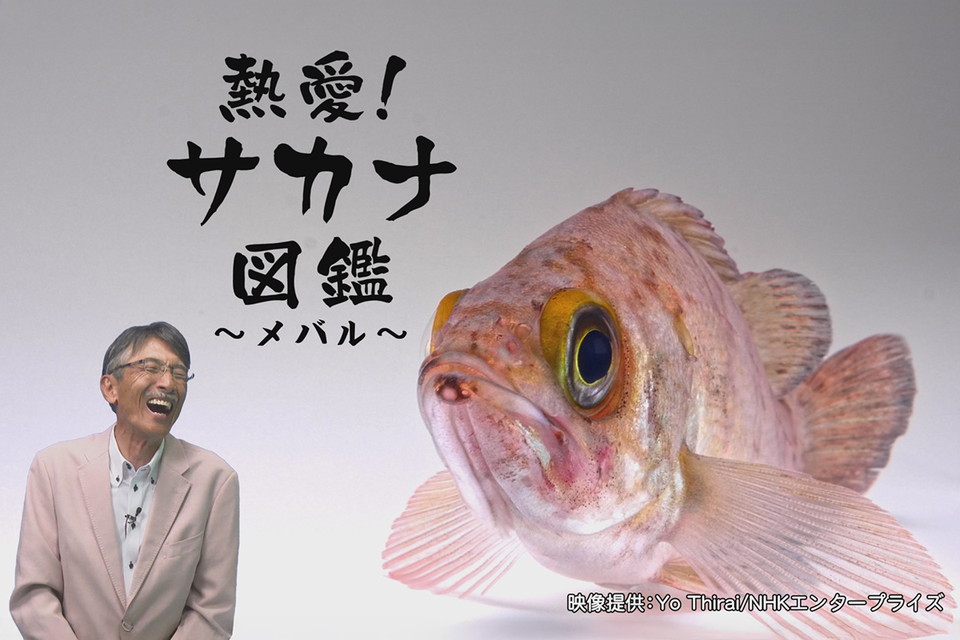 熱愛！サカナ図鑑 16　春を告げる身近な魚「メバル」の魅力を熱いトークで語り合う