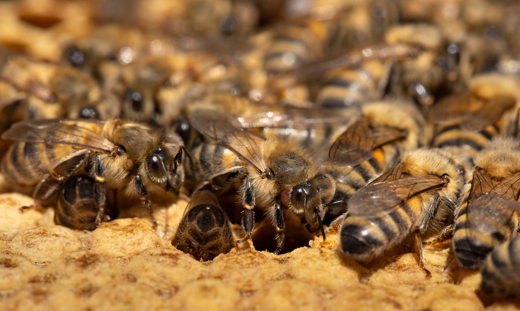 ミツバチのひみつ：自然界の小さなヒーロー