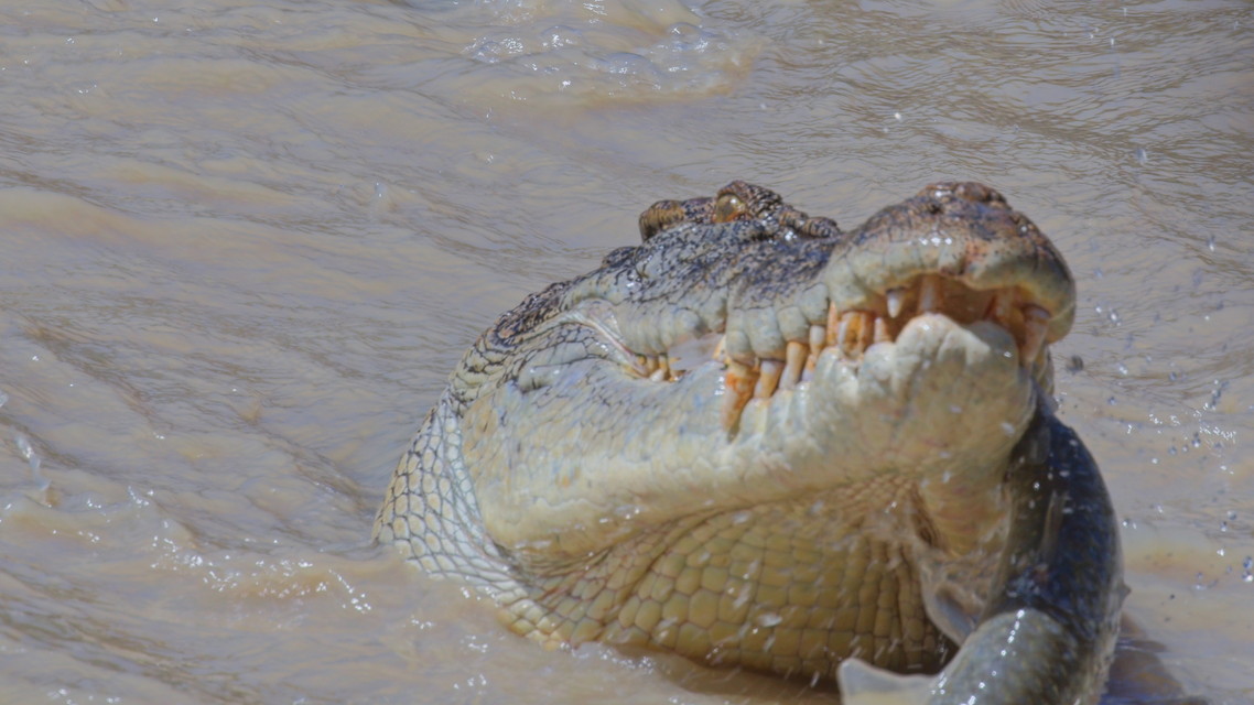 クロコダイル：オーストラリアの偉大なサバイバー