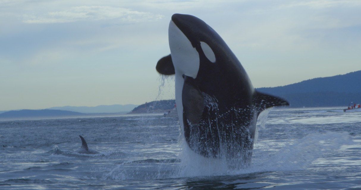 シャチ物語～心優しき海の王者