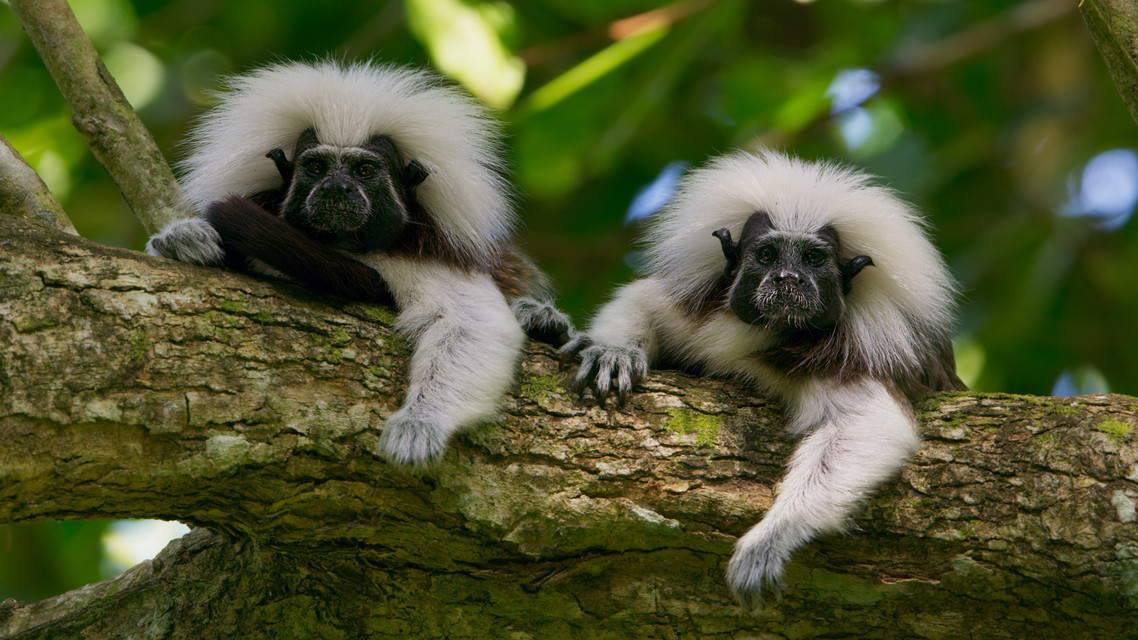 BBC超大作 地球～7大陸の物語～