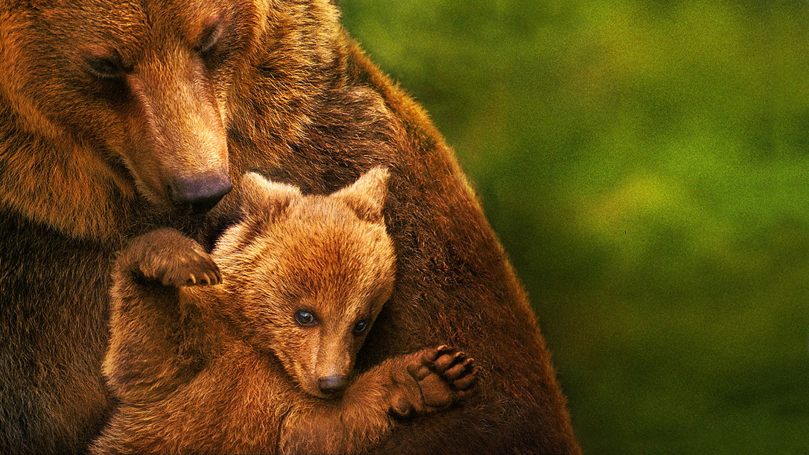 特別編成「ムービー・ウィークエンド　ディズニーネイチャー特集」