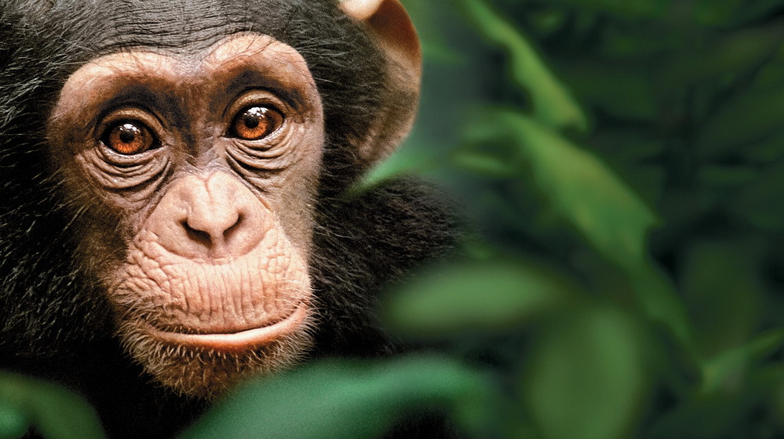 プレミア映画「ディズニーネイチャー／チンパンジー 愛すべき大家族」