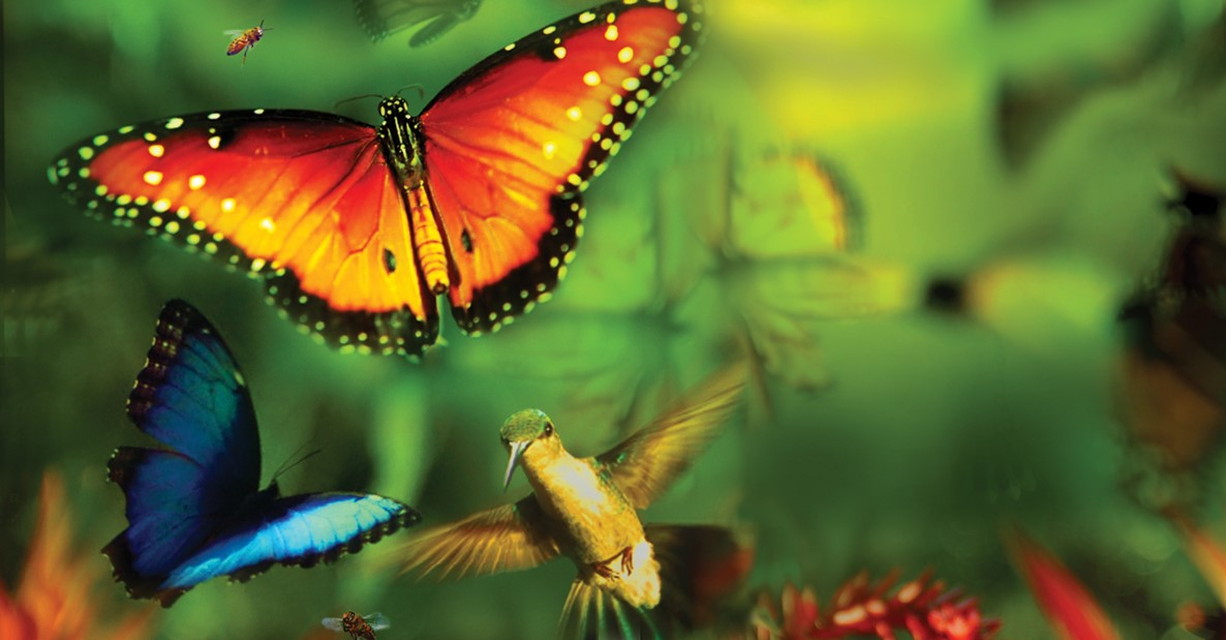 プレミア映画「ディズニーネイチャー／花粉がつなぐ地球のいのち」