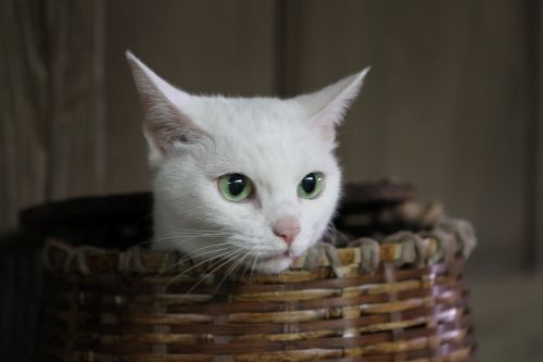 スターキャット12　2月の映画