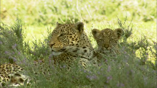 専門チャンネルおためしアワー！(2026年02月)_02