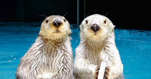 鳥羽水族館 もっと! 水の惑星紀行(2024年12月)