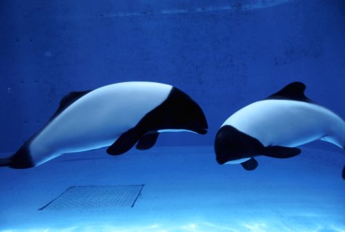 鳥羽水族館 もっと! 水の惑星紀行(2026年02月)